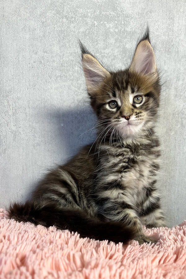 Olly | Maine Coon Kitten