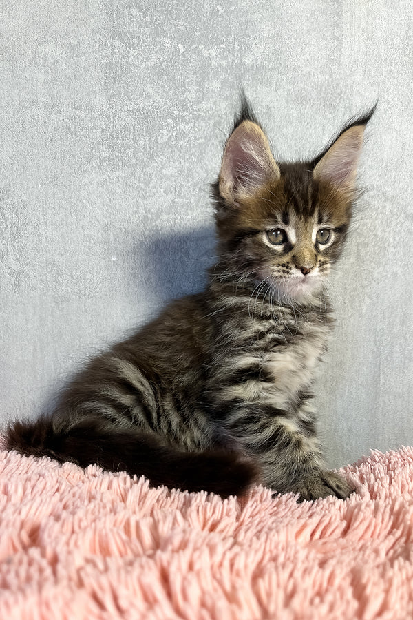 Olly | Maine Coon Kitten