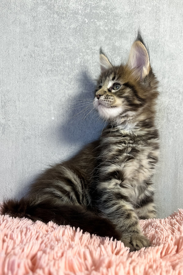 Olly | Maine Coon Kitten