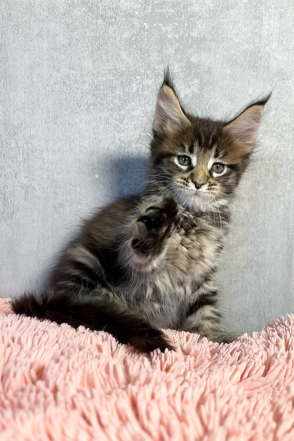 Olly | Maine Coon Kitten