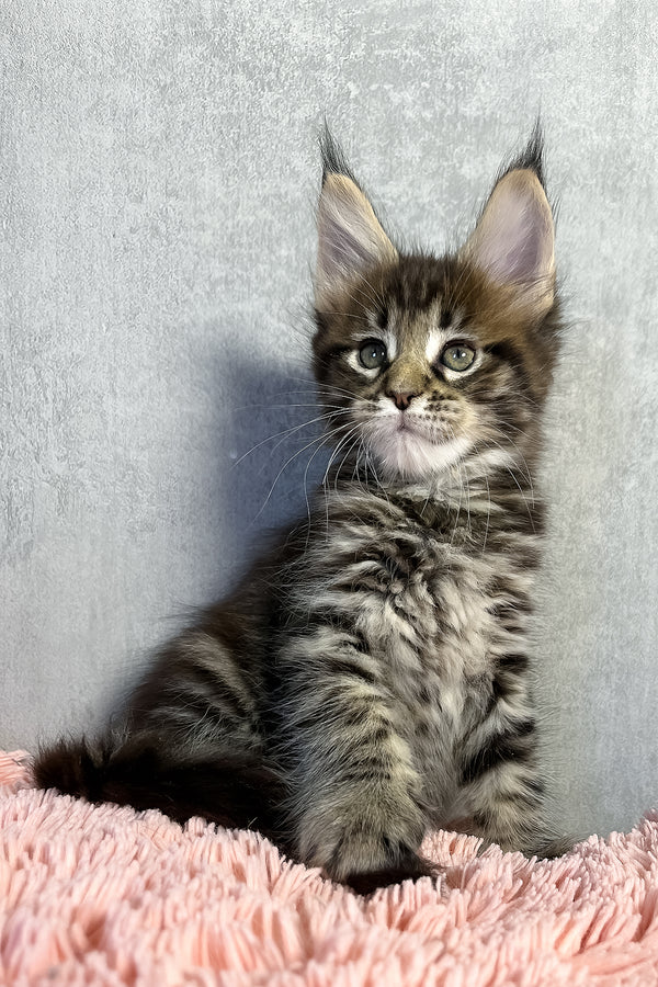Olly | Maine Coon Kitten