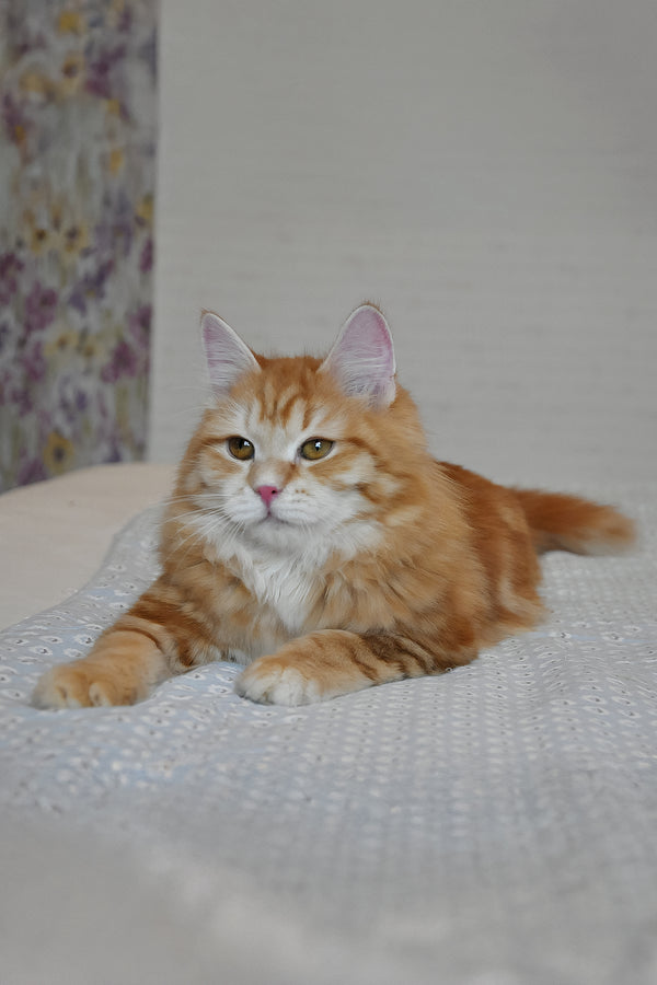 Onezhka | Siberian Kitten
