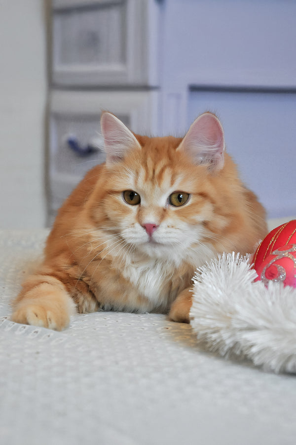 Onezhka | Siberian Kitten