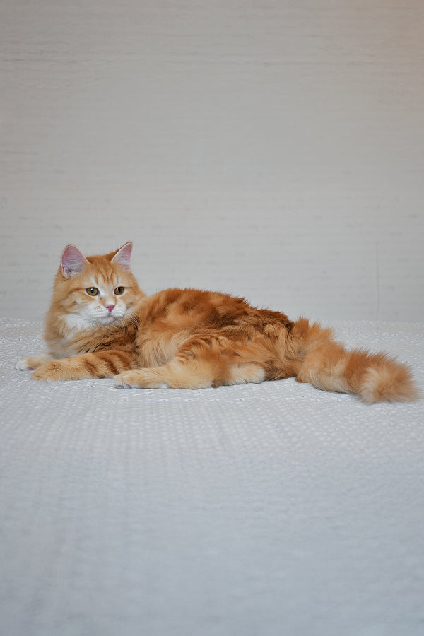 Onezhka | Siberian Kitten