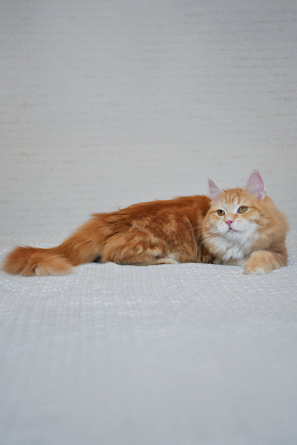 Onezhka | Siberian Kitten