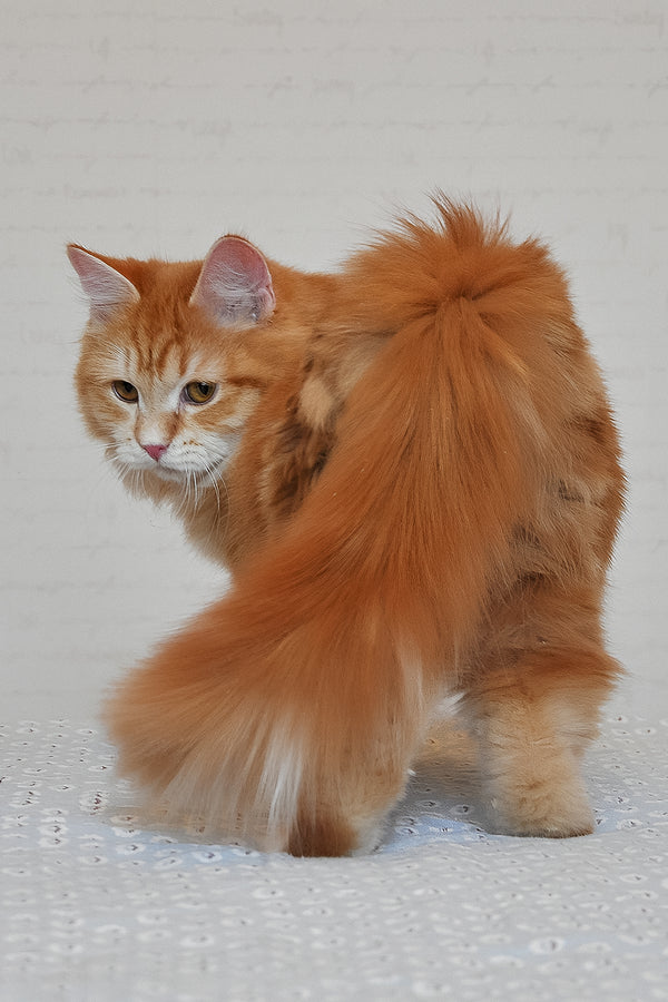Onezhka | Siberian Kitten