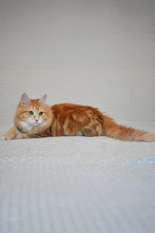 Onezhka | Siberian Kitten