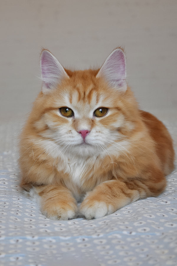 Onezhka | Siberian Kitten