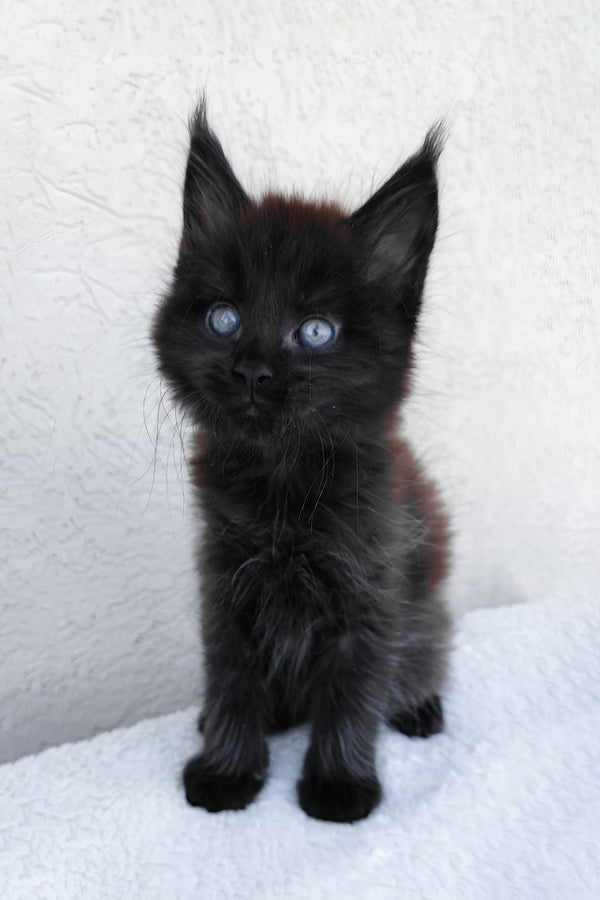 Onyx | Maine Coon Kitten