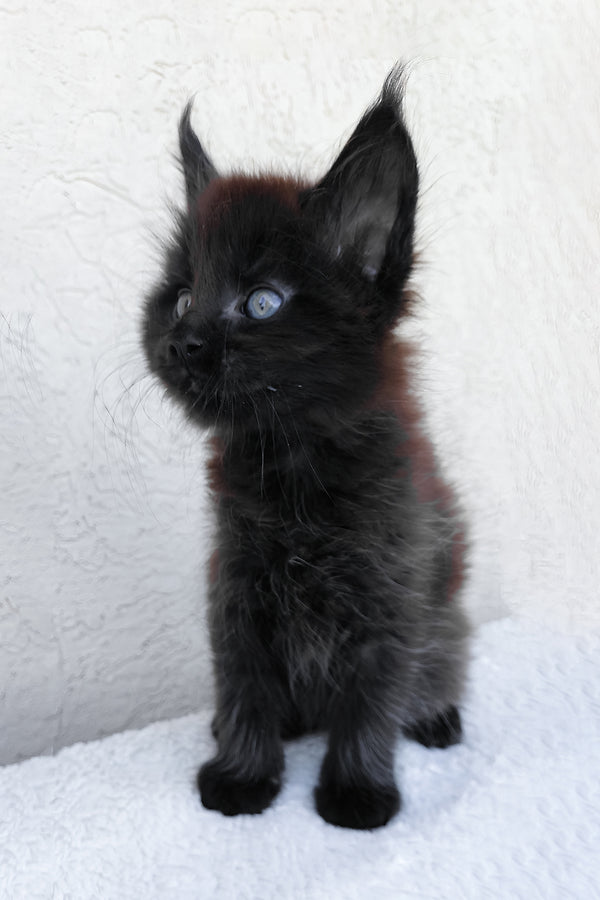 Onyx | Maine Coon Kitten