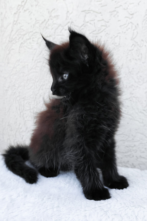 Onyx | Maine Coon Kitten