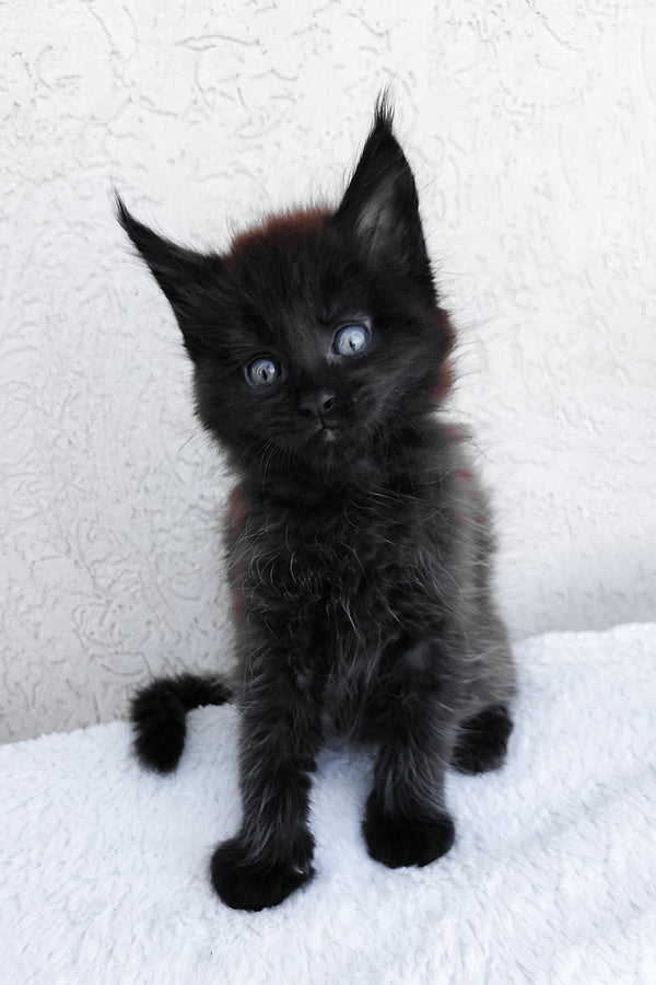 Onyx | Maine Coon Kitten