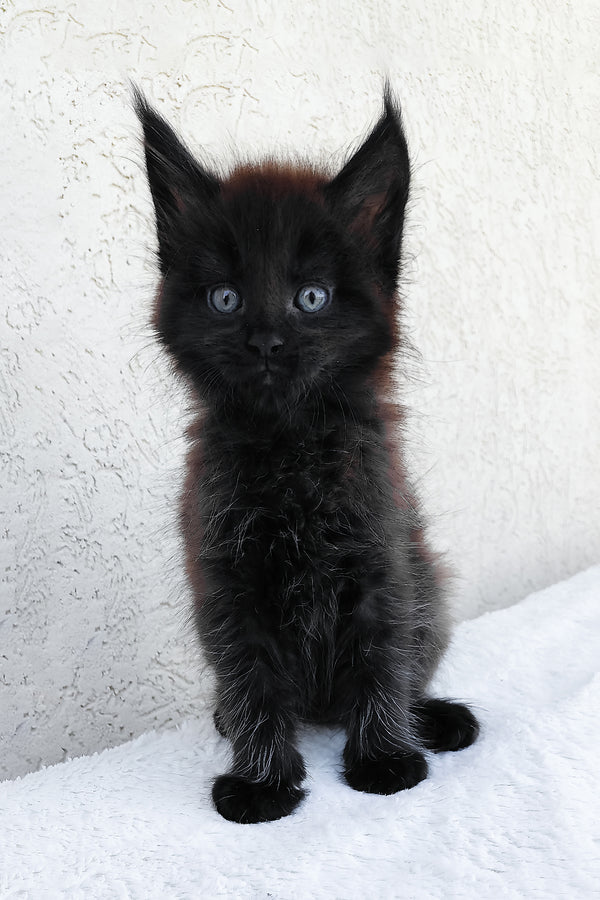 Onyx | Maine Coon Kitten