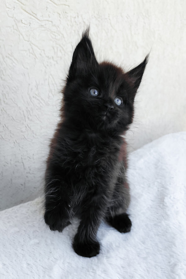 Onyx | Maine Coon Kitten