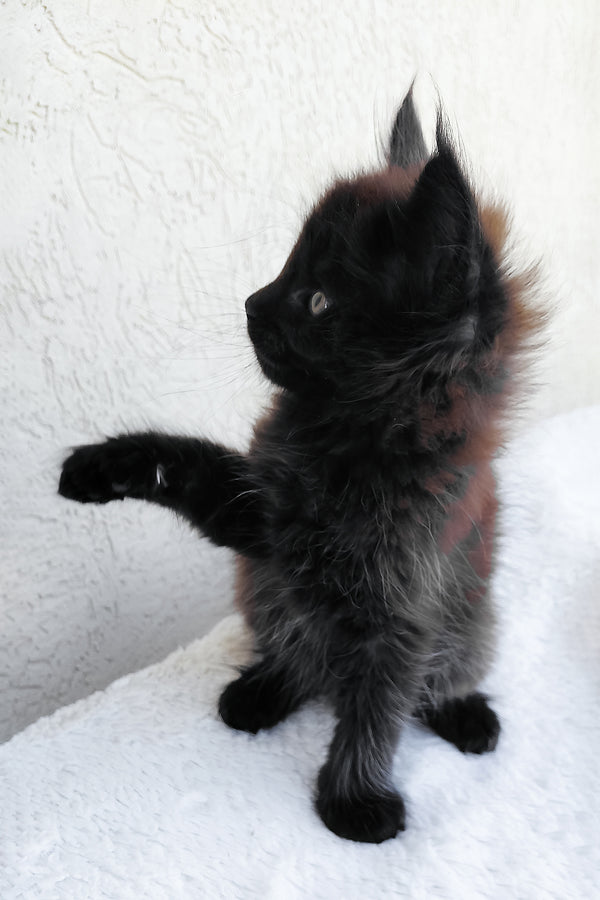 Onyx | Maine Coon Kitten