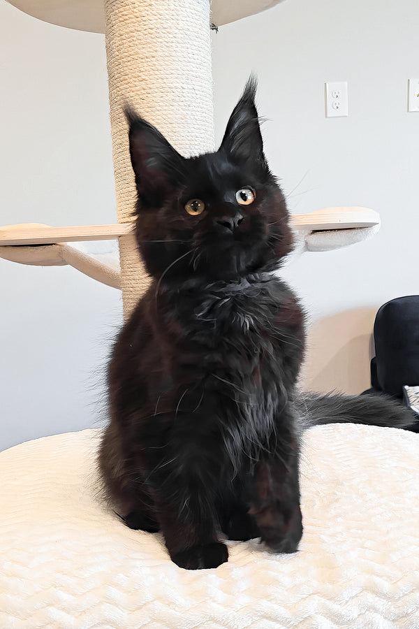 Ophella | Maine Coon Kitten