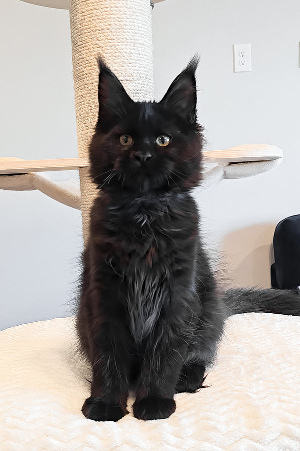 Ophella | Maine Coon Kitten