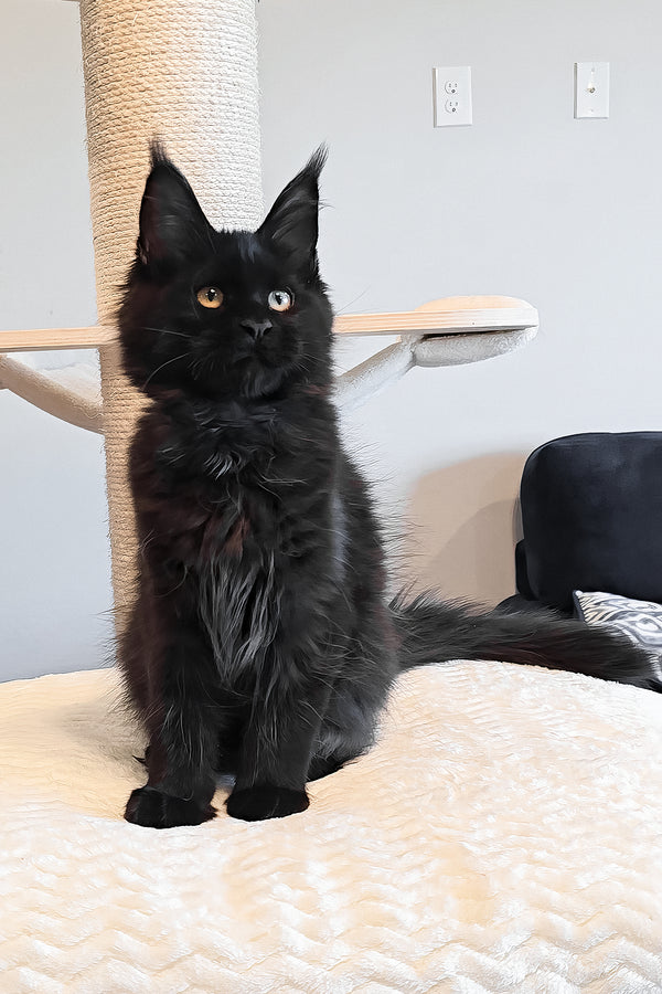 Ophella | Maine Coon Kitten