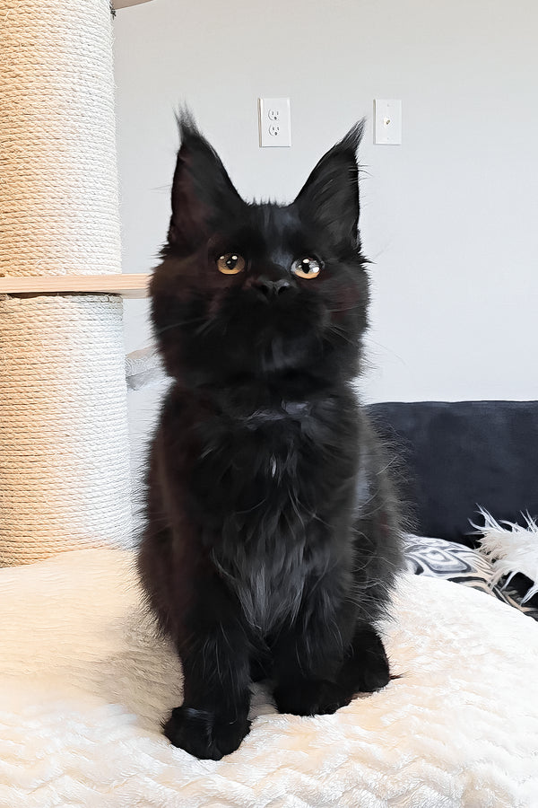 Ophella | Maine Coon Kitten