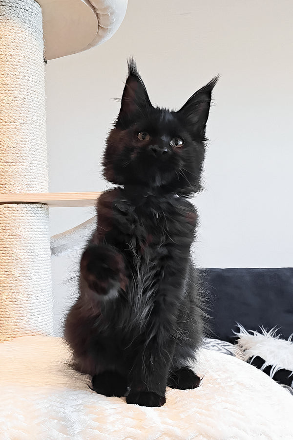 Ophella | Maine Coon Kitten