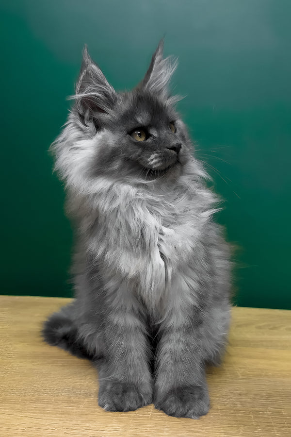 Orest | Polydactyl Maine Coon Kitten