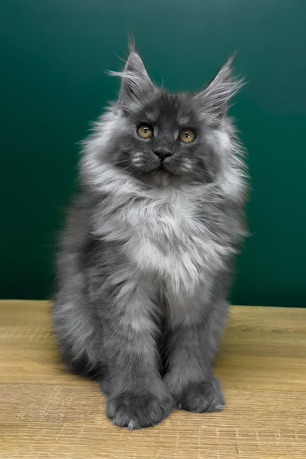 Orest | Polydactyl Maine Coon Kitten