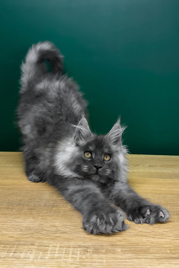 Orest | Polydactyl Maine Coon Kitten