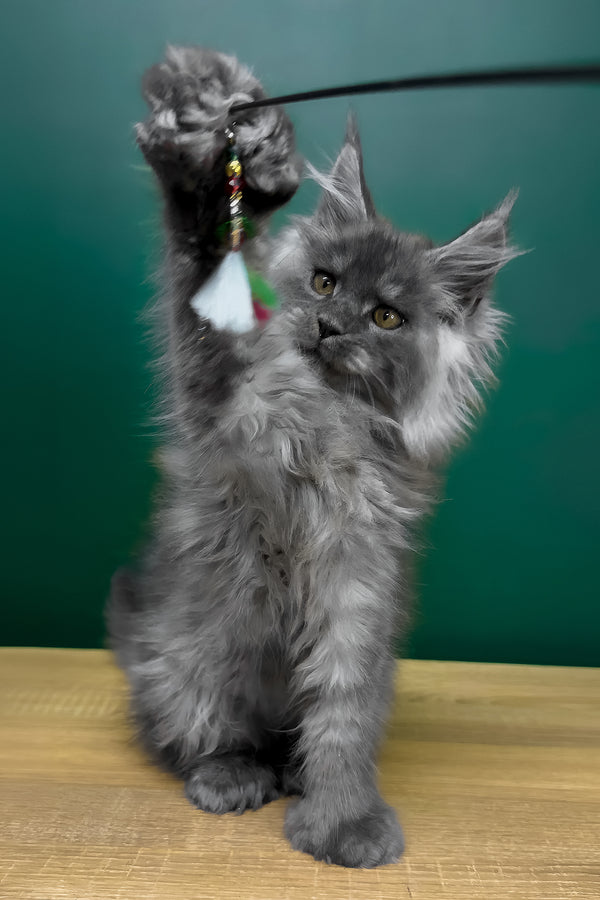 Orest | Polydactyl Maine Coon Kitten
