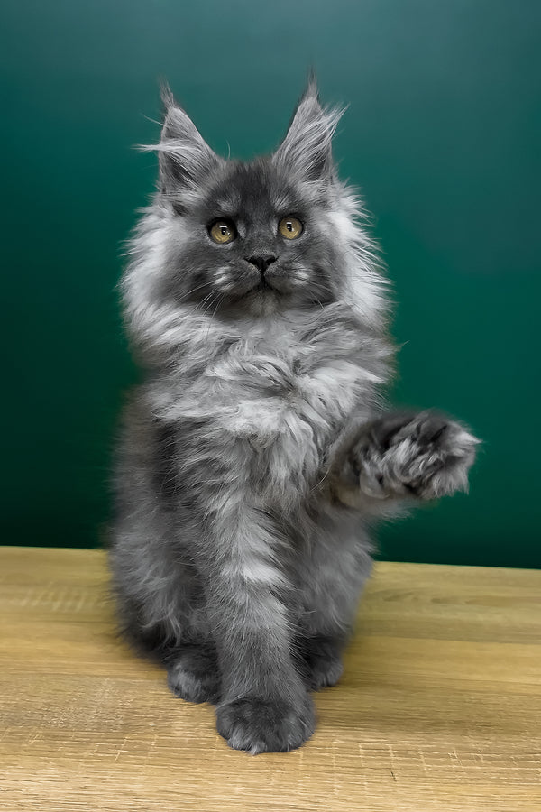 Orest | Polydactyl Maine Coon Kitten