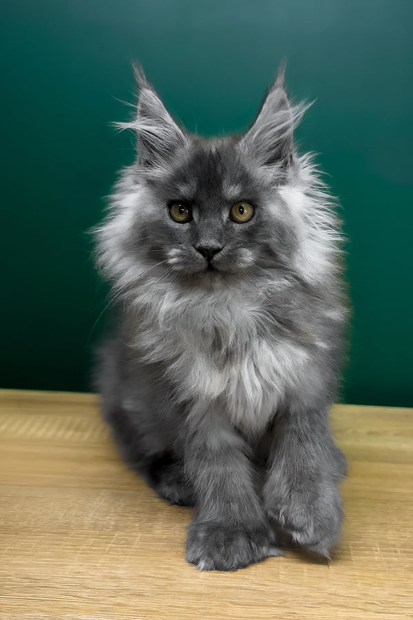 Orest | Polydactyl Maine Coon Kitten