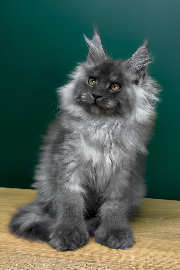 Orest | Polydactyl Maine Coon Kitten