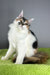 Oriana | Maine Coon Kitten