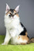 Oriana | Maine Coon Kitten