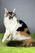Oriana | Maine Coon Kitten