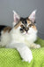 Oriana | Maine Coon Kitten