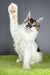 Oriana | Maine Coon Kitten