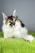 Oriana | Maine Coon Kitten