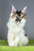 Oriana | Maine Coon Kitten