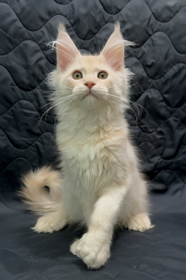 Orion | Maine Coon Kitten