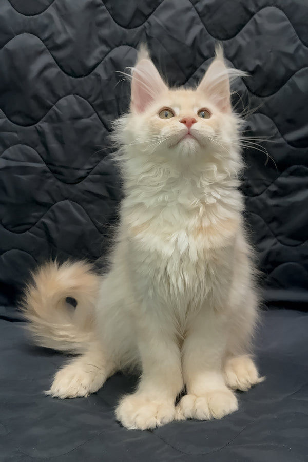 Orion | Maine Coon Kitten