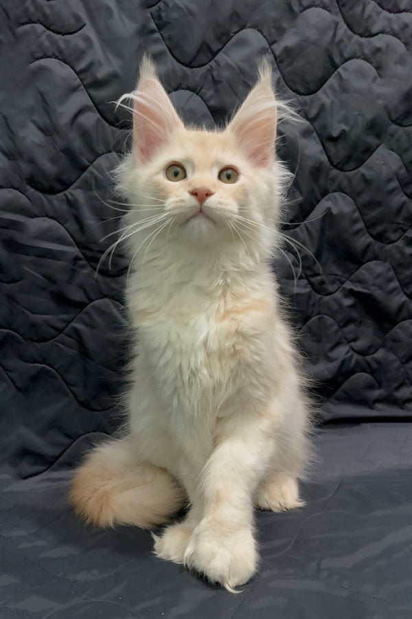 Orion | Maine Coon Kitten