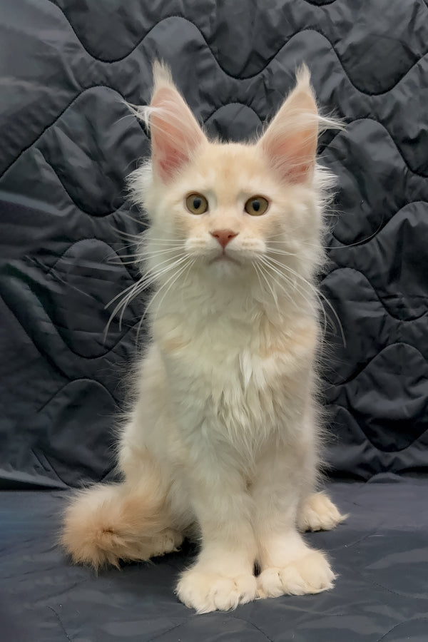 Orion | Maine Coon Kitten
