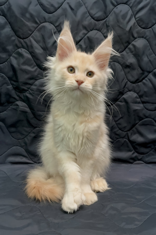 Orion | Maine Coon Kitten