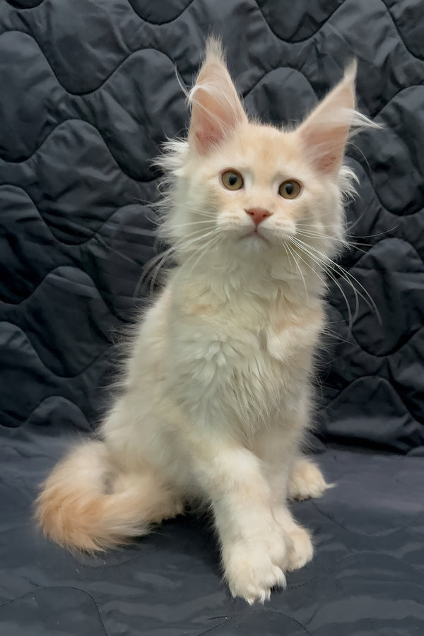 Orion | Maine Coon Kitten