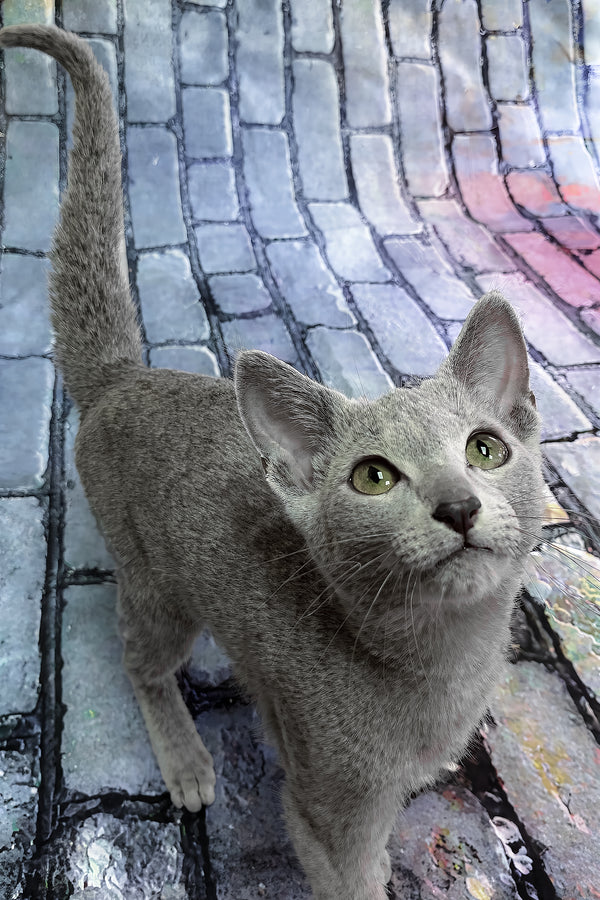 Orla | Russian Blue Kitten