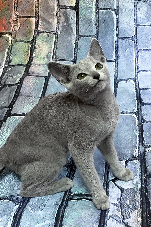 Orla | Russian Blue Kitten