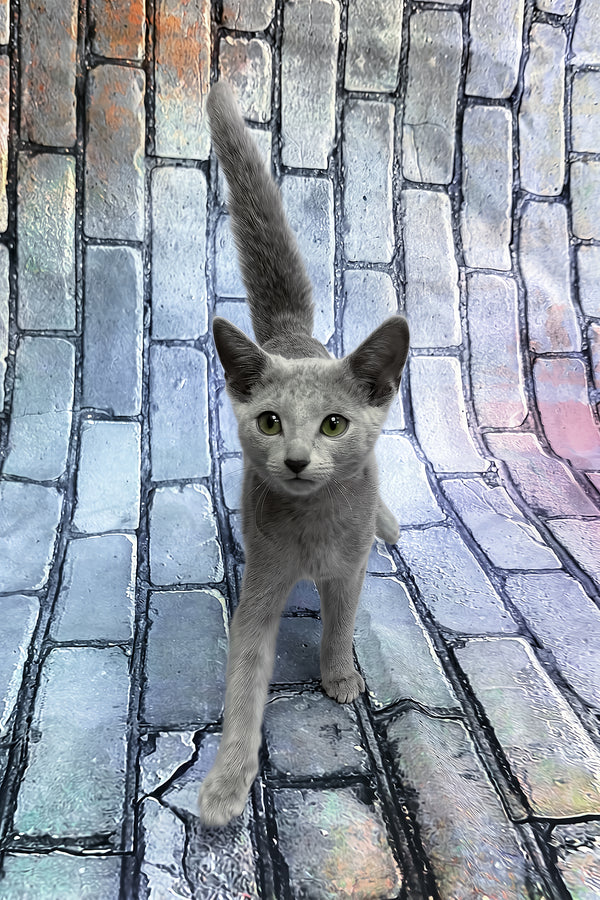 Orla | Russian Blue Kitten
