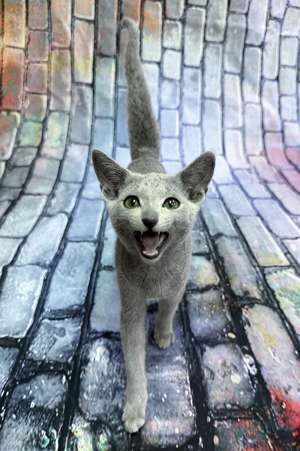 Orla | Russian Blue Kitten