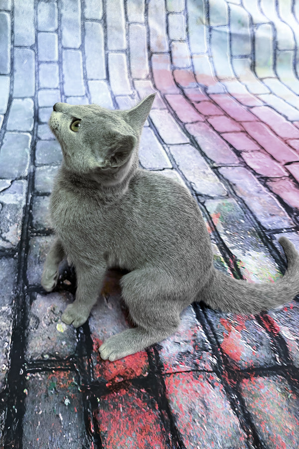 Orla | Russian Blue Kitten