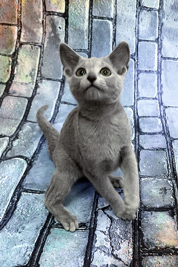 Orla | Russian Blue Kitten